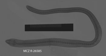 Media type: image;   Herpetology R-26585